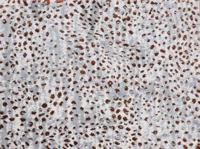 Pop Rock - Spice Swatch