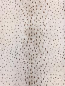Ciervo - Wilderness King Swatch
